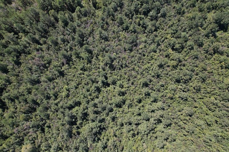 Evergreen, NC 39.7 acres Land and Farms Realty